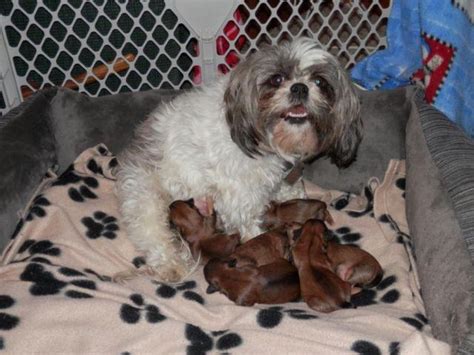 According to pet breeds, on average, a shih tzu weighs 13 lb. CUTE SHORKIE PUPPIES***NEWBORN*** for Sale in Grundy ...