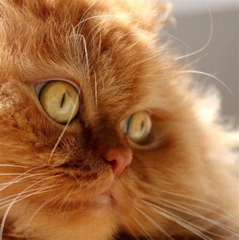 8 Cat Breeds Who Totally Act More Like Dogs