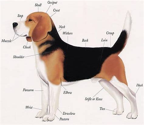 Body Parts Of Beagle Dog The Animals Planet