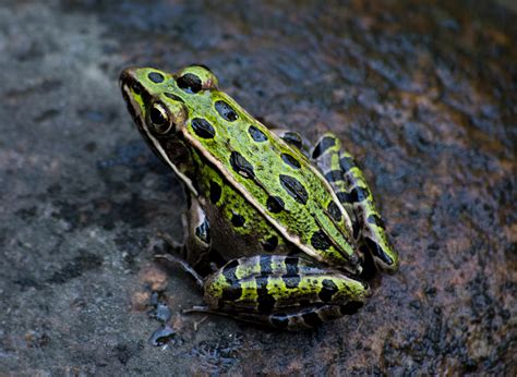 Free Photo Green And Black Frog Photography Amphibian Animal Close