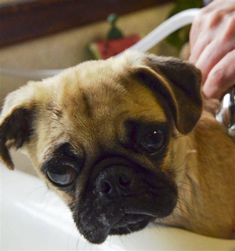 Is Skunk Spray Harmful To Dogs