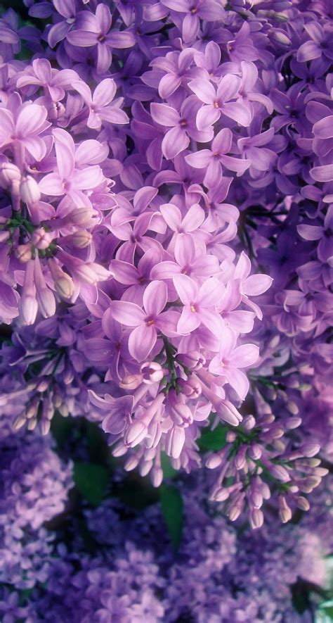 √ Light Purple Flower Background