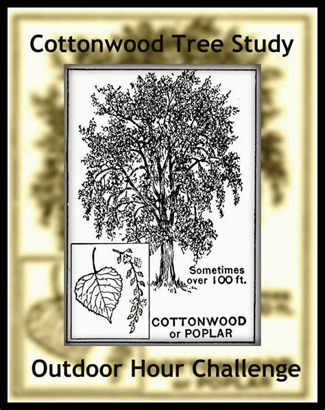 Cottonwood Trees Coloring Download Cottonwood Trees Coloring For Free 2019