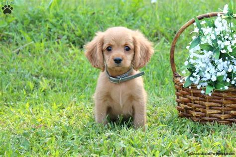 Miniature Golden Retriever Puppies For Sale Greenfield Puppies