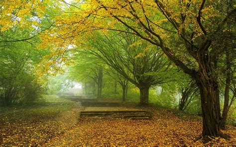 Nature Landscape Mist Morning Trees Fall Leaves Park Yellow
