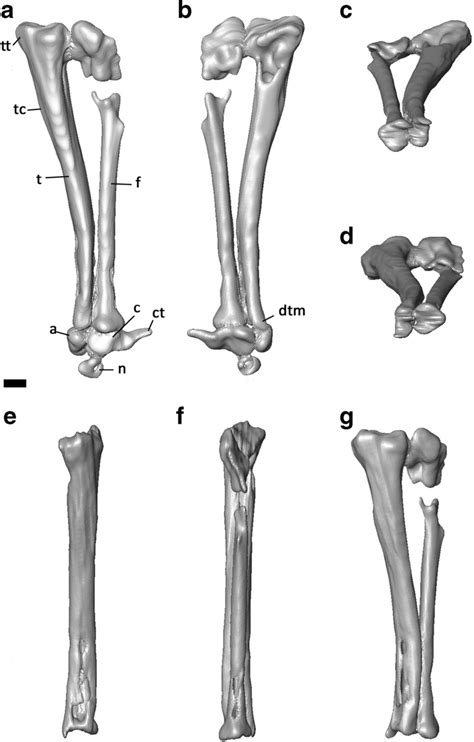 Tibia Fibula And The Preserved Tarsals Of Henkelotherium Guimarotae