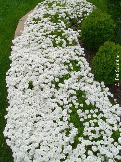 Candytuft A Garden Must Have Live Creatively Inspired Evergreen