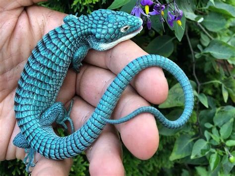 The Absolutely Stunning Mexican Alligator Lizard 🐊 Endangered