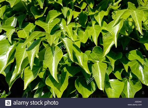 Waxy Green Ivy Leaves In Sunshine Stock Photo Alamy