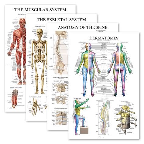 Buy 4 Pack Anatomical Set Laminated Muscular Skeletal Anatomy Of The Spine Dermatomes