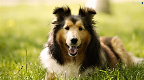 An Meadow Scottish Shepherd Dogs Wallpapers 1920x1080