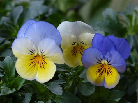 10 Jenis Bunga Pansy Dengan Beragam Warna Indah