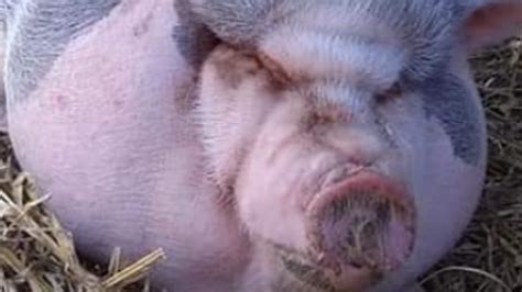 Nc Animal Rescue Takes In Pig So Fat It Cant Open Its Eyes