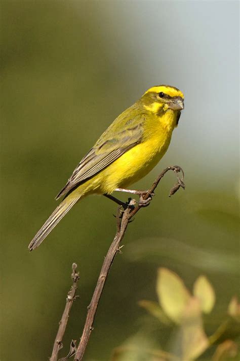 Yellow Canary Birdforum Opus Birdforum