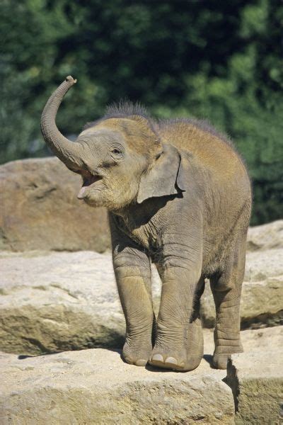 Indian / Asian Elephant baby animal trumpeting #644682 Framed Prints
