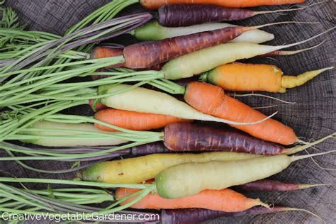 9 Quick Steps For Storing Fresh Carrots From The Garden In 2022