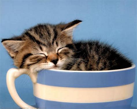 Kitten In Cup Cuteness Photo 39536571 Fanpop