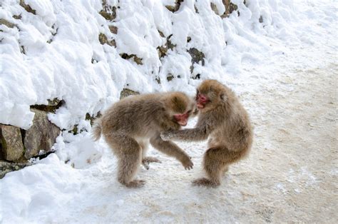 Jigokudani Snow Monkey Park Japanese Macaque Day Animals In The Wild