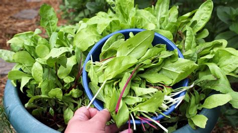 Grow Baby Salad Greens In The Heat Of Summer Container Gardening Youtube