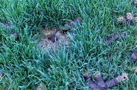 Why Your Lawn Is Yellow And How To Fix It Stewarts Lawn