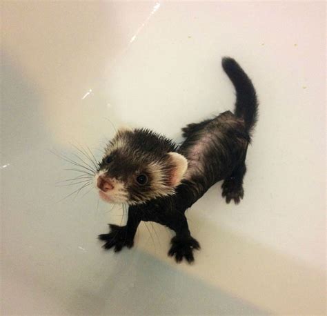 40 Photos Revealing How Silly Ferrets Can Be Bored Panda