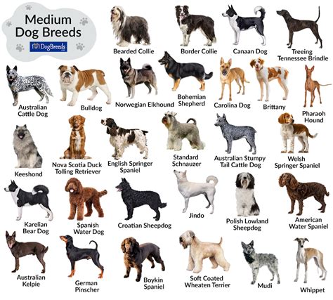 What Is Considered A Medium Dog Breed