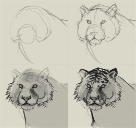More fun animal drawing projects. how to draw tiger face | Realistic animal drawings, Tiger ...