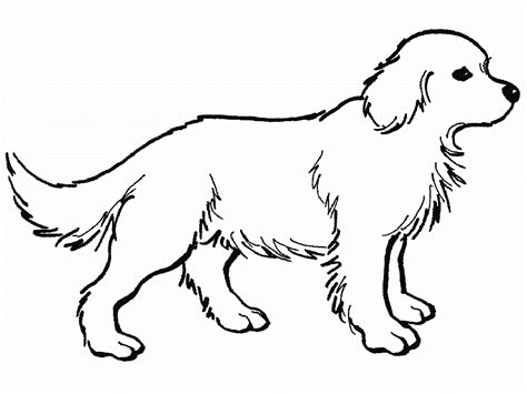 Golden Retriever Coloring Page For Animal Lovers Educative Printable