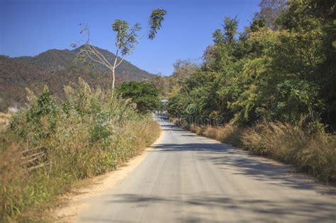 Beautiful Pine Forest Nature Scenic Landscape View At Baan Wat Chan