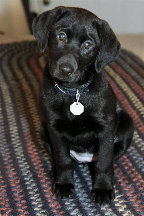 Aw Puppy~ Black Labrador Puppy Black Lab Puppies Labrador