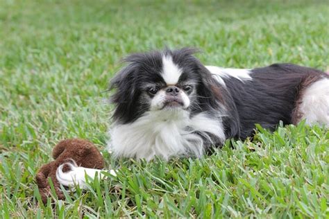 Japanese Chin Temperament And Essential Breed And Buying Info