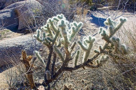 Staghorn Cholla Cactus On Arch Rock Trail In Joshua Tree National Park