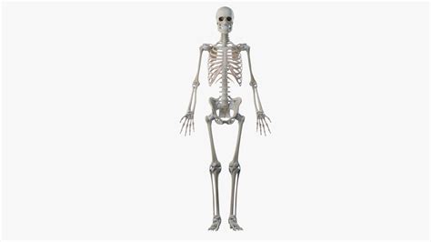 3d Model Skin Male Skeleton Muscles Turbosquid 1511072