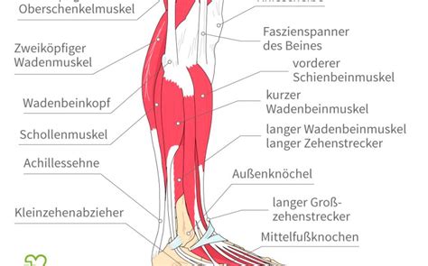 Von experten empfohlen bei achillessehnenriss: Achillessehnenriss: Symptome, Ursachen, Therapie - Onmeda.de