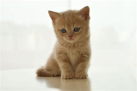 Kitten British Cat Pet Free Photo On Pixabay Pixabay