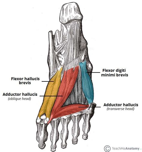 Gray's anatomy for students, 2nd ed. Muscles of the Foot - Dorsal - Plantar - TeachMeAnatomy