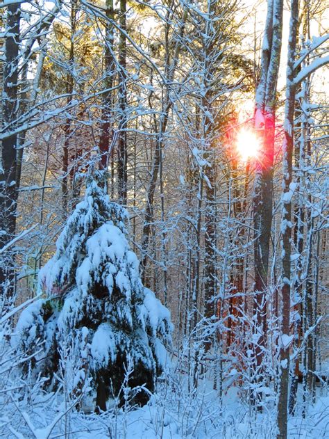 Sunshine Through Snow Covered Woods Smithsonian Photo Contest