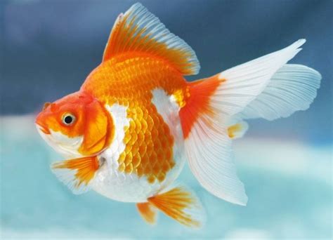 Gambar Binatang Peliharaan Ikan