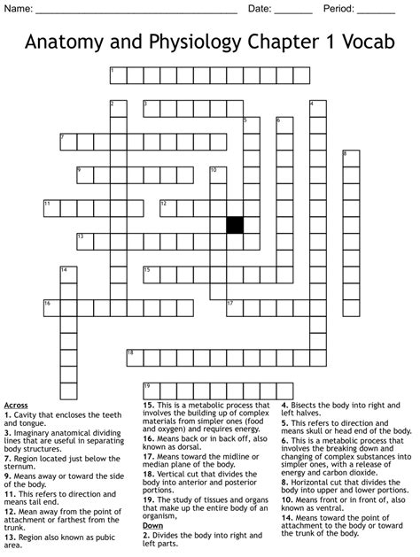 Anatomical Terminology Crossword Puzzle Hobbypaleis