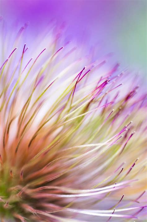 Abstract Macro Image Of Flower Wins Potw Accolade Photography Photo