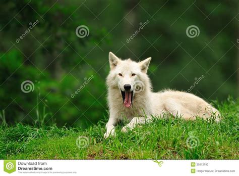 Arctic Wolf Canis Lupus Arctos Stock Photo Image Of