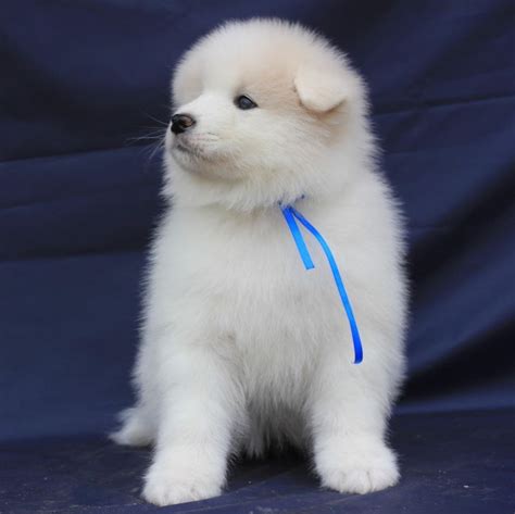 Samoyeds For Sale Samoyed Puppies For Sale Samoyed Puppy Puppies