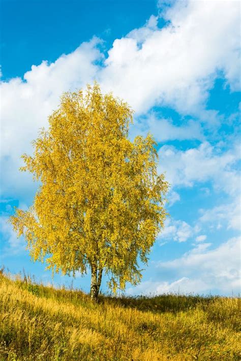 A Single Birch Tree Golden Foliage Of Autumn Stock Photo Image Of