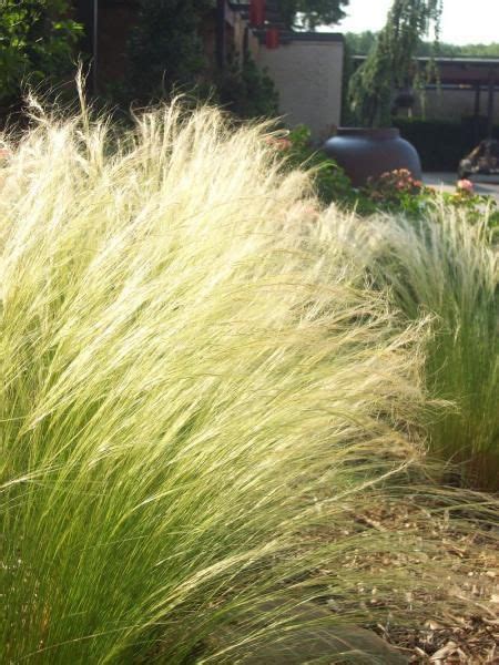 Buffalograss, bermuda grass, tifway, fine fescue and zoysia, along with prairie buffalo grass, the only grass native to central texas, are other grasses that may be found growing in the state. Nassella Stipa tenuissima_mexican_feathergrass_austin ...