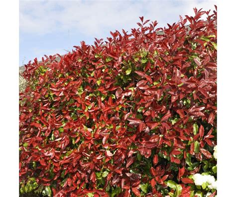 Photinia Fraseri Red Robin Litre Pot Size Cherry Tree Nursery My Xxx