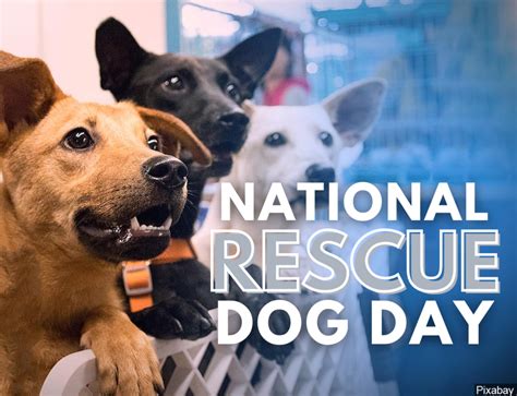 National Rescue Dog Day Datha Cosetta
