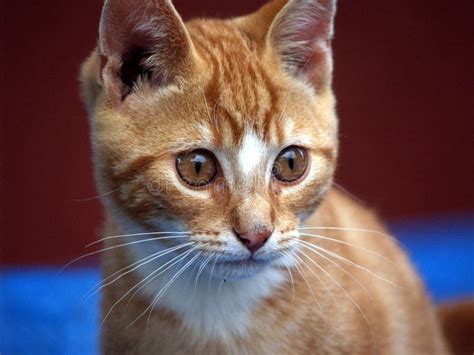 Kitten Whiskers Stock Photo Image Of Watching Kitty 1264376
