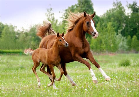 Beautiful Horses Galloping When A Horse Is Born It Is Called A Foal