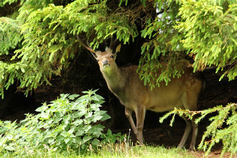 Gortin Forest 9 Sika Deer Peeping Out From Under Tree S Flickr