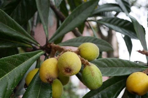 How To Grow A Loquat Tree For Big Harvests Epic